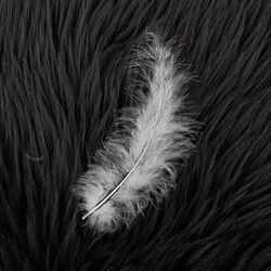 FEATHER PACK OF 5 - Thumbnail